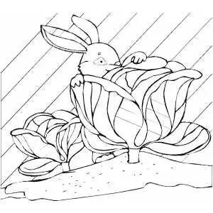 Rabbit And Cabbage Coloring Sheet 