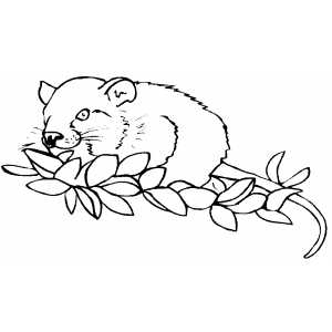 Rat Eating Leaves Coloring Sheet 