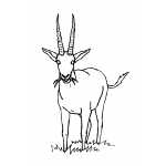 Gazelle
