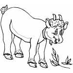 Goat Kid