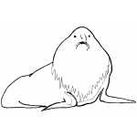 Huge Elephant Seal
