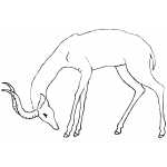 Sad Antelope