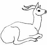 Sitting Antelope