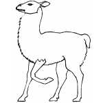 Walking Llama