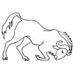 Water Buffalo