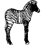 zebra
