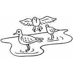 Birds On Water