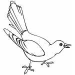 Common Cuckoo