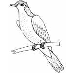 Dove Sitting On Branch
