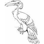Great Indian Hornbill