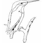 Kingfisher On Branch