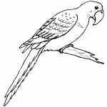 Macaw On Branch