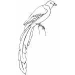 Magpie