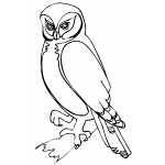 Owl On Tree