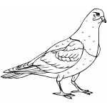 Pigeon