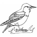 Starling