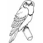 Tawny Frogmouth