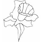 Daffodil