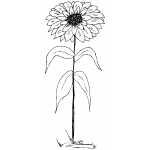 Flower In The Ground