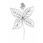 Flower With Big Leaves