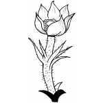 Flowers35