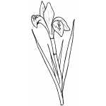 Flowers36