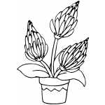 Three Flowers In Pot